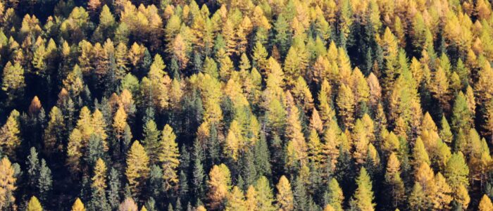 Foliage di conifere della Val Viola