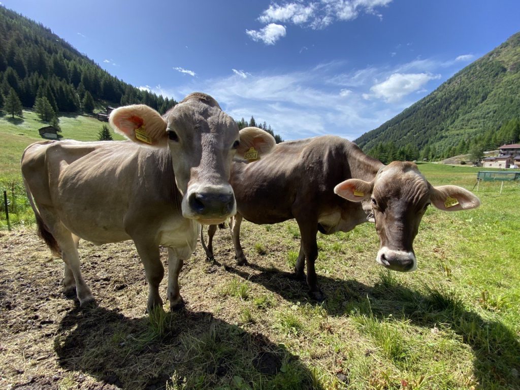 estate in valtellina