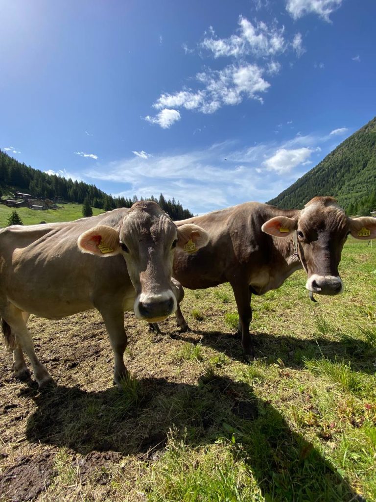 trekking Val Grosina Valtellina