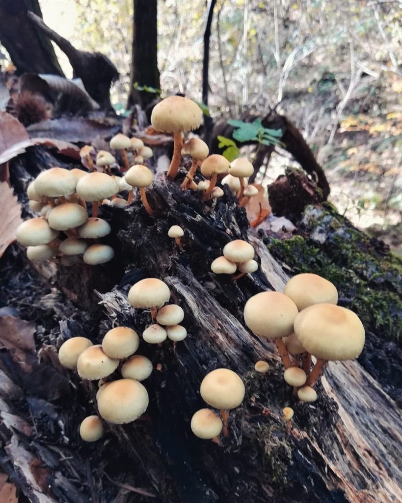 funghi foliage