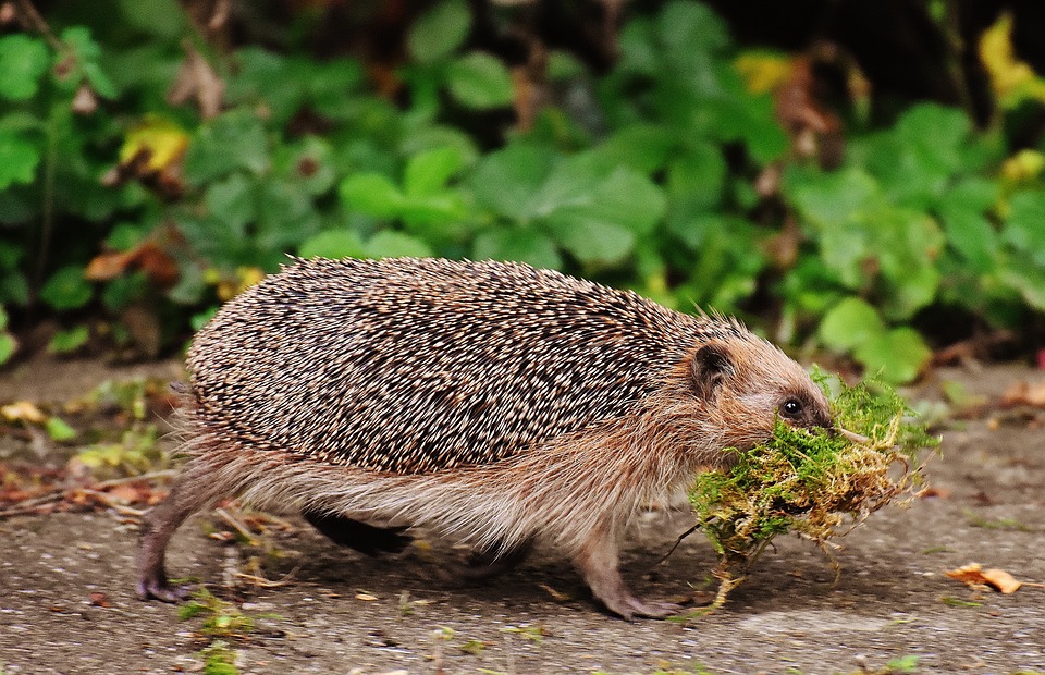 animali autunno