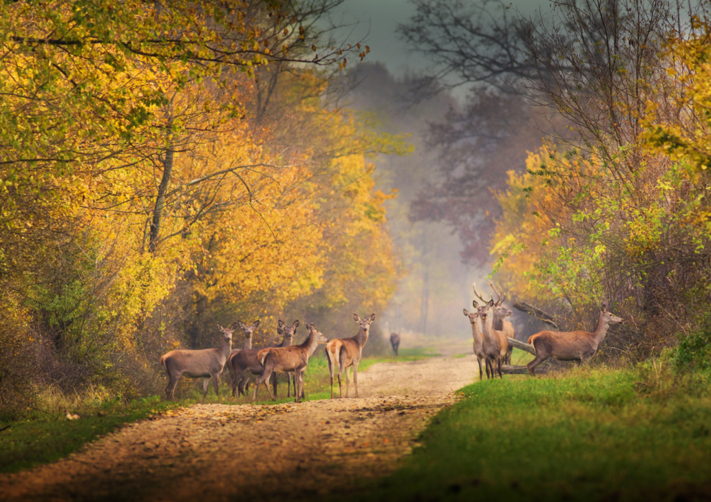 animali selvatici montagna incontri