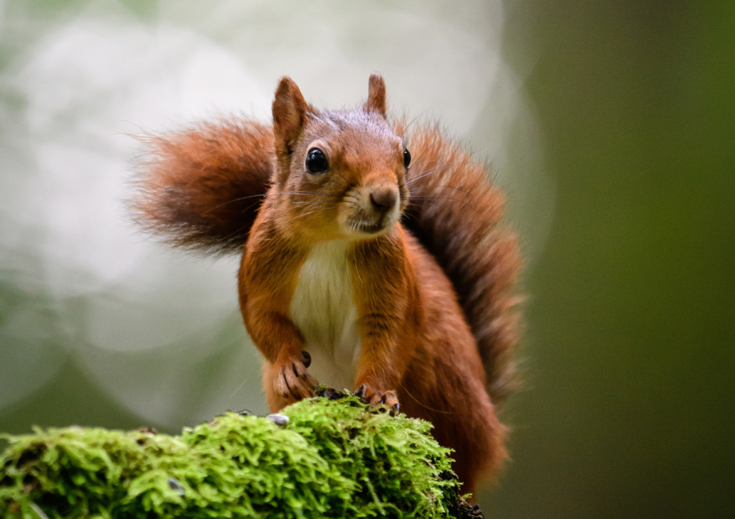 animali selvatici montagna incontri