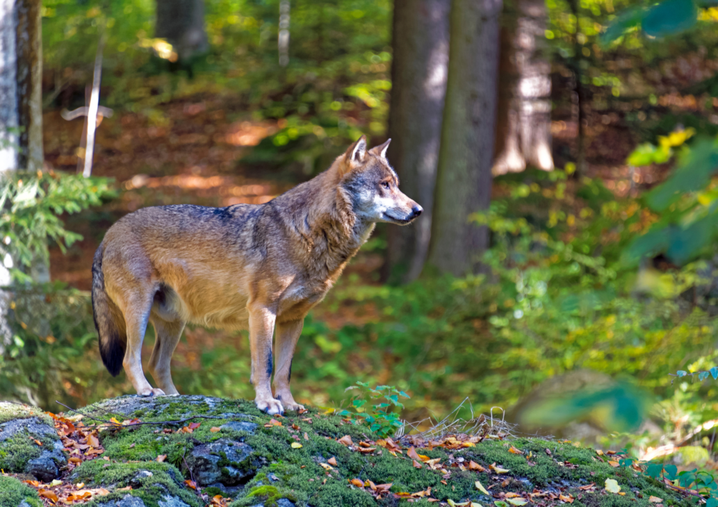 animali selvatici montagna incontri