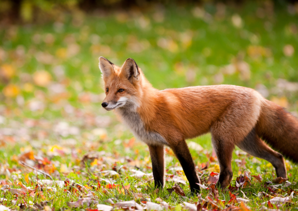 animali selvatici montagna incontri