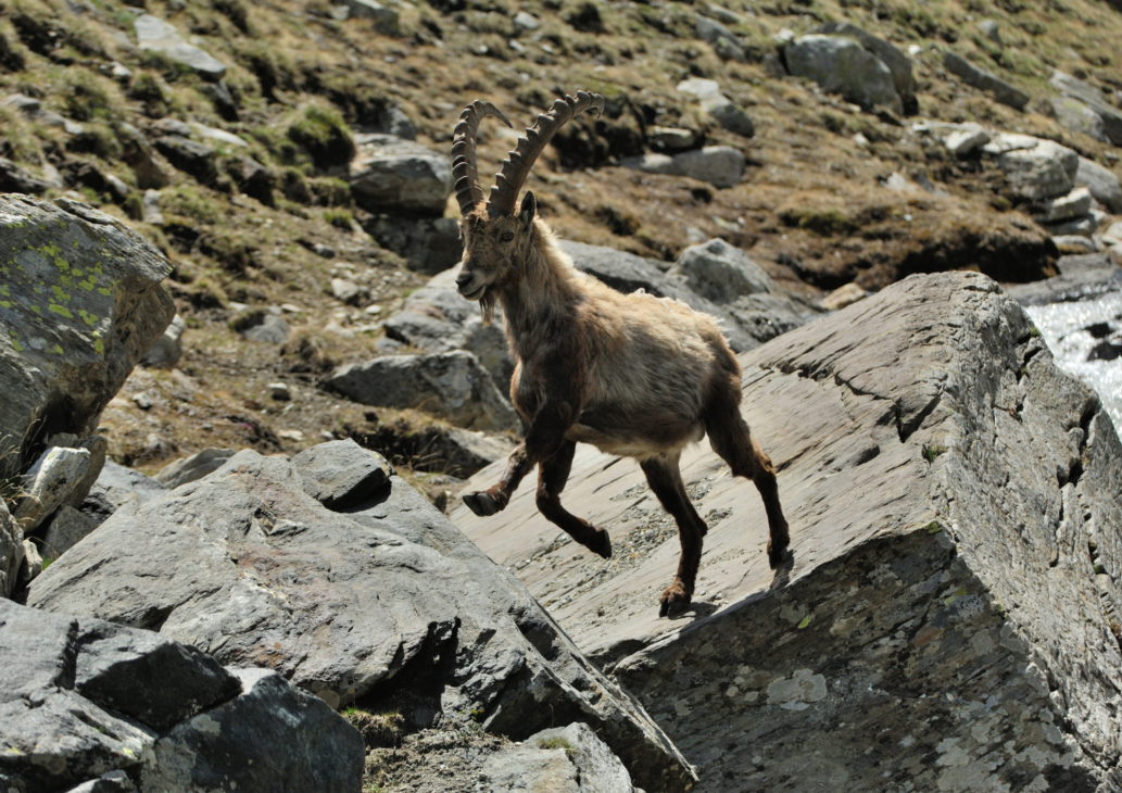 animali selvatici montagna incontri