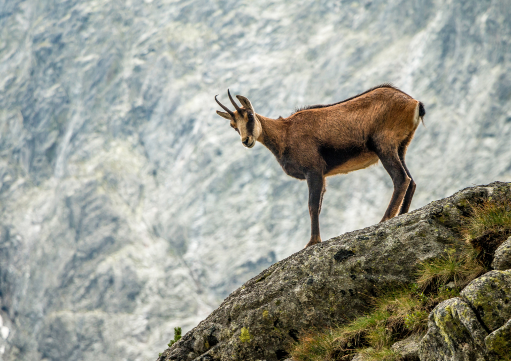 animali selvatici montagna incontri