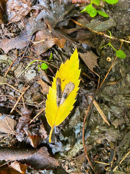 biofilia connessione uomo e natura