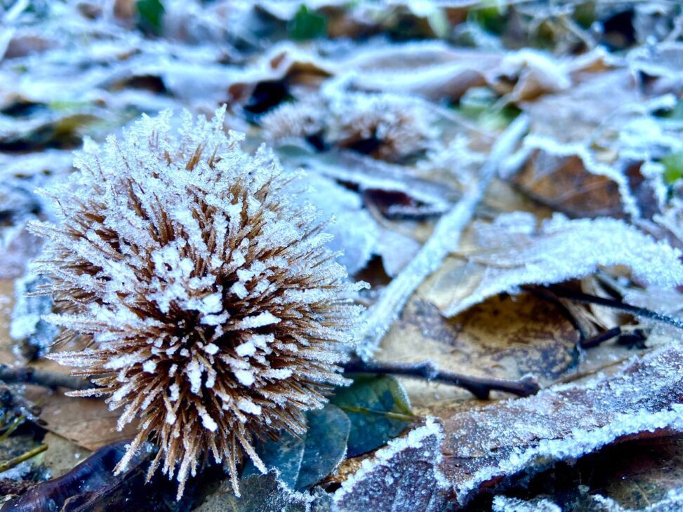 freddo inverno natura