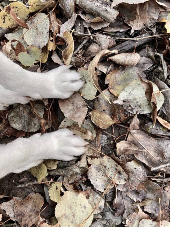 uscire con il cane salute