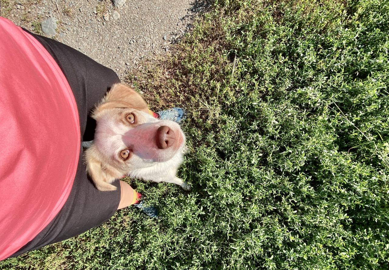 uscire con il cane salute