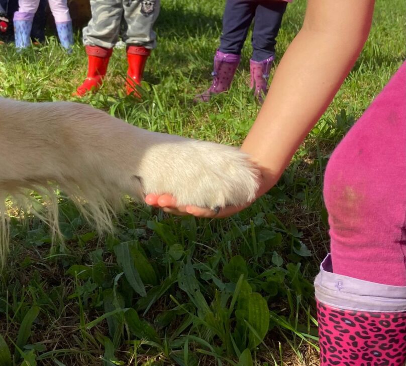 uscire con il cane salute