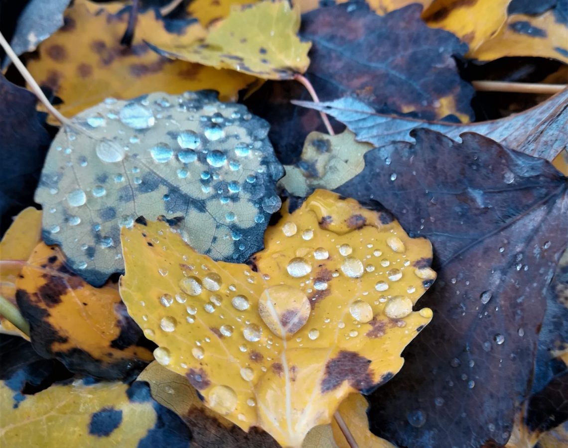 foliage in autunno